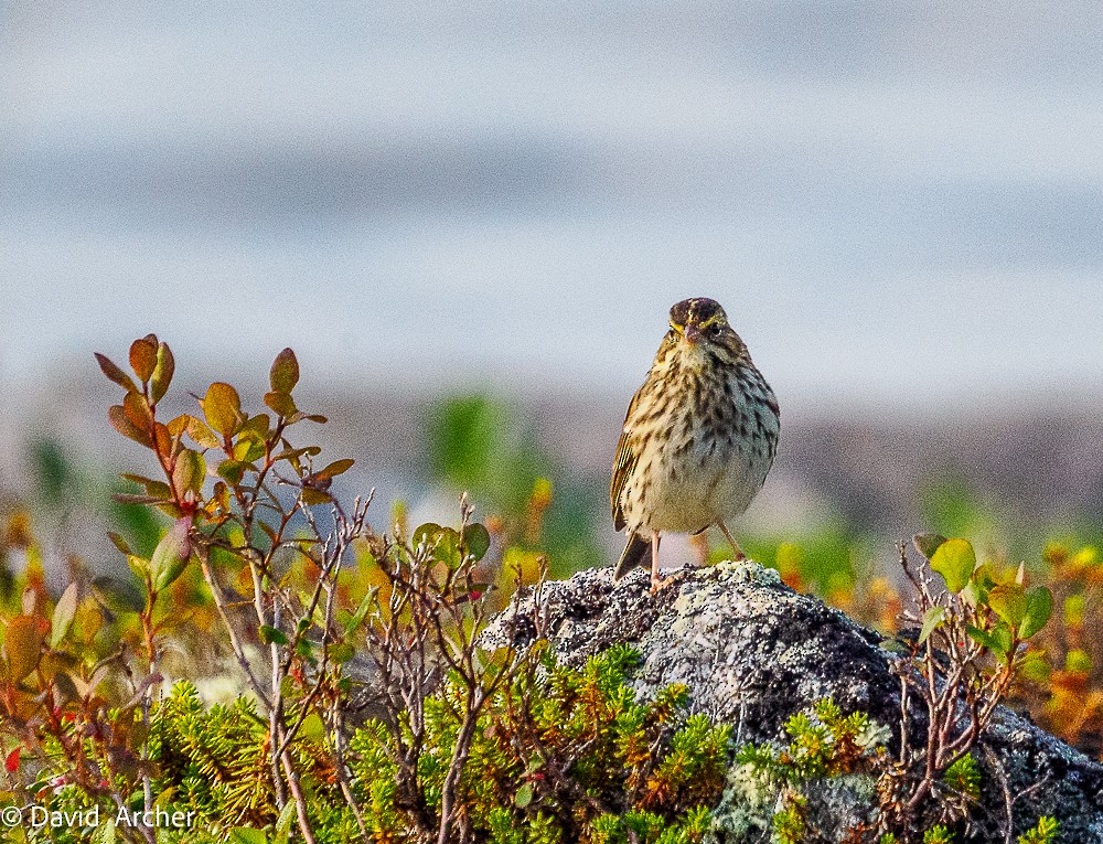 Savannah Sparrow - ML640827599