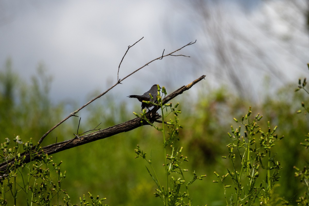 Gray Catbird - ML640827601