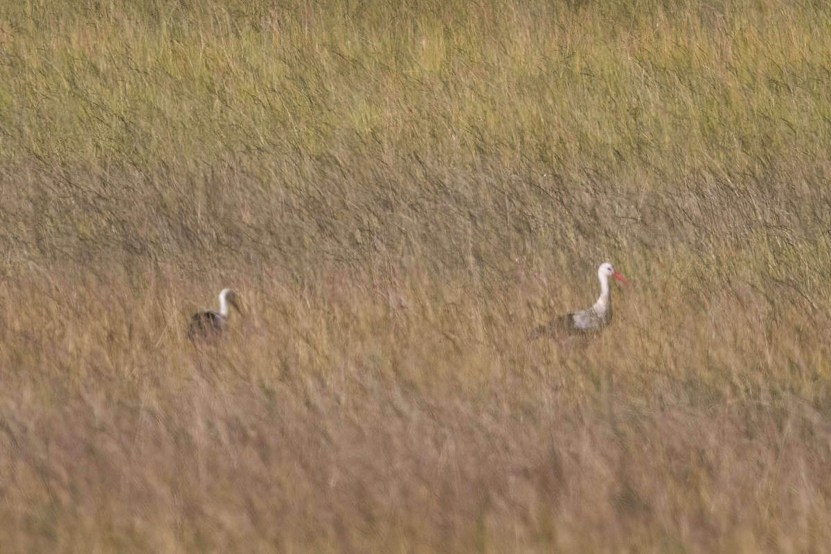 Cigogne blanche - ML640827618