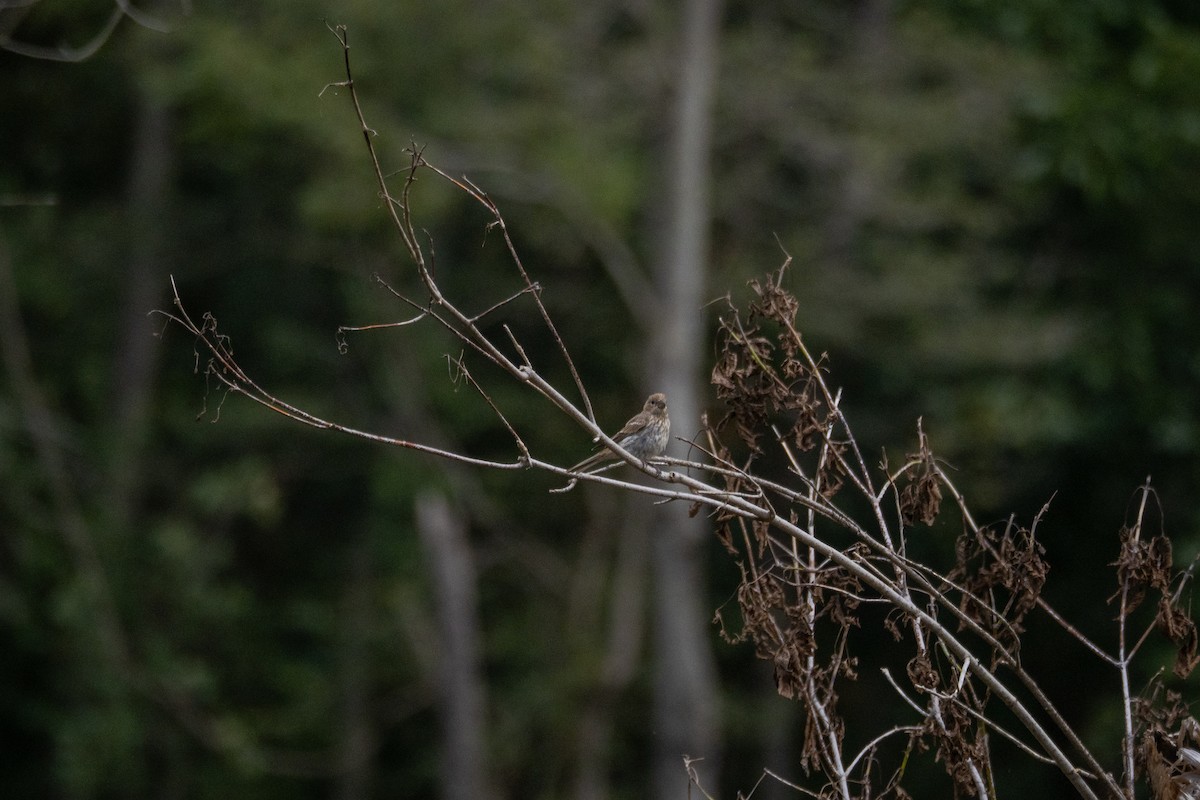 House Finch - ML640827625