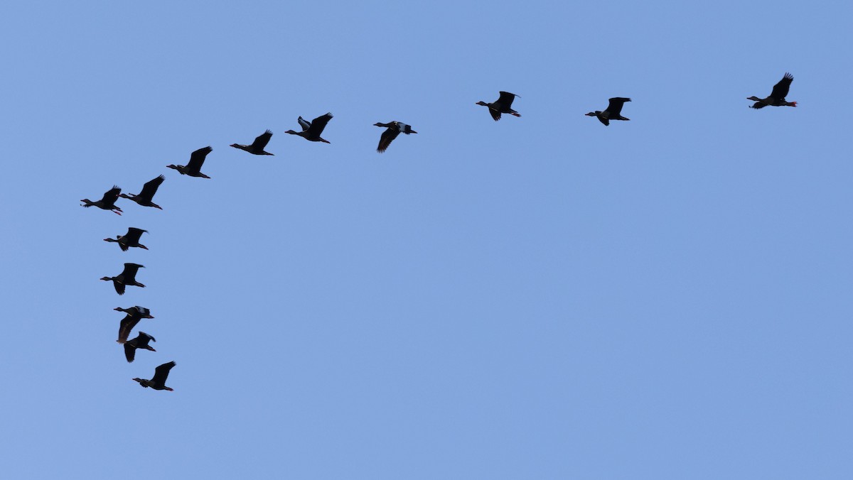 Black-bellied Whistling-Duck - ML640827663