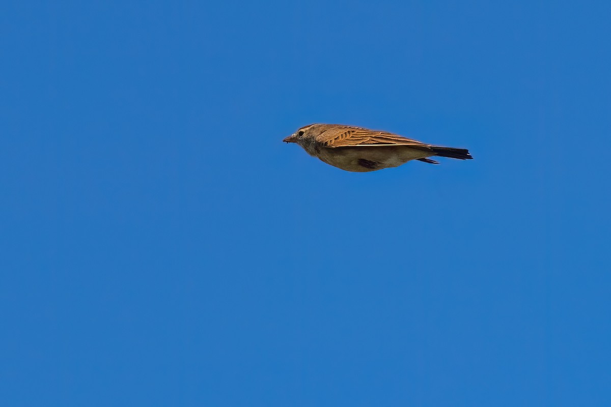 Red-capped Lark - ML640827696