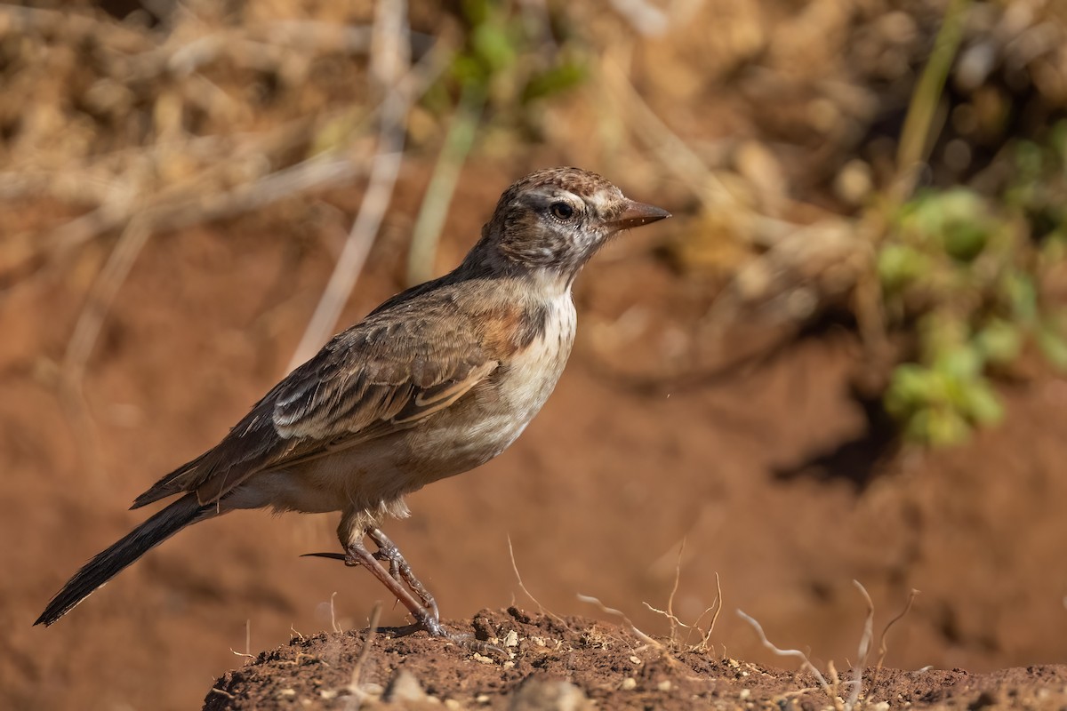 Red-capped Lark - ML640827697