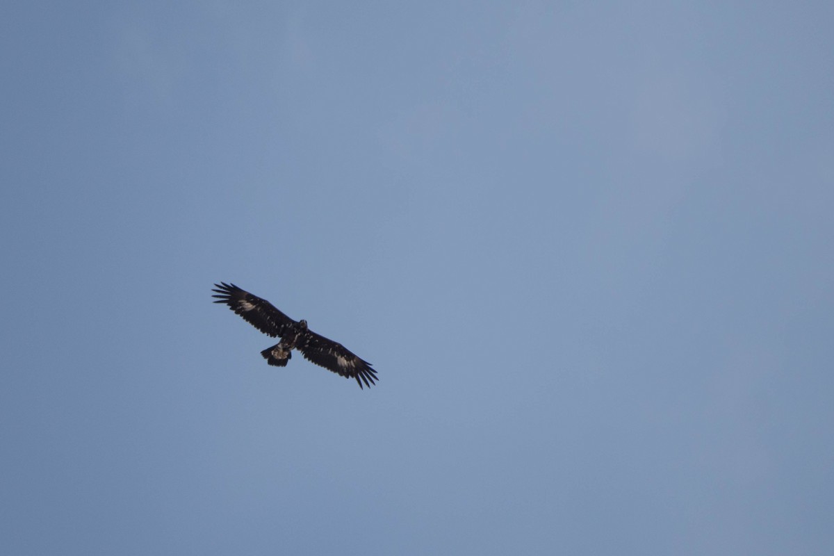 Golden Eagle - ML640827699