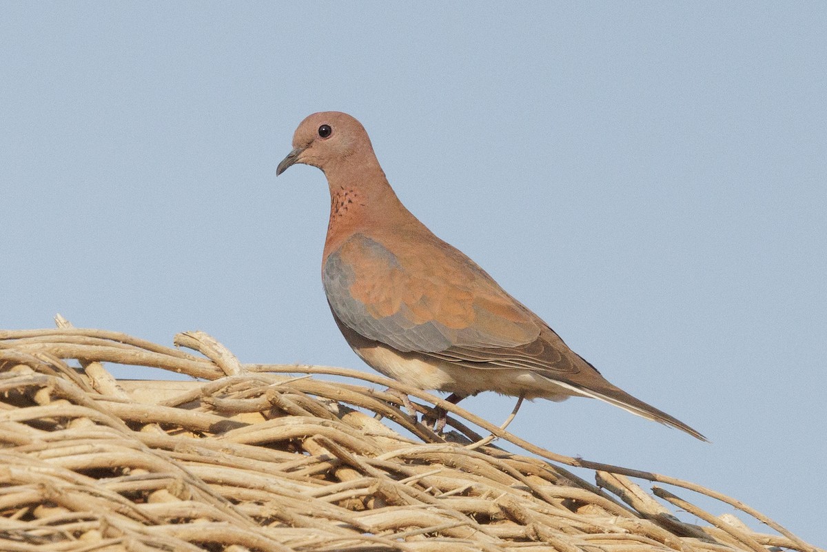 Laughing Dove - ML640827714