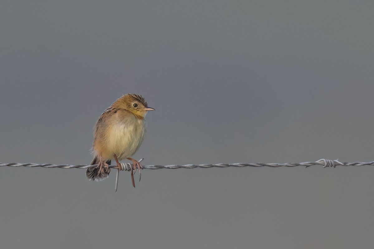 Cisticole gratte-nuage - ML640827728