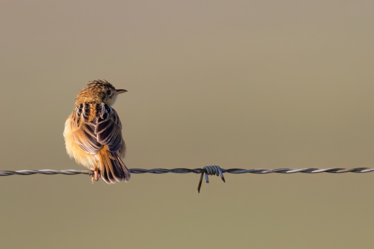 Cisticole gratte-nuage - ML640827729