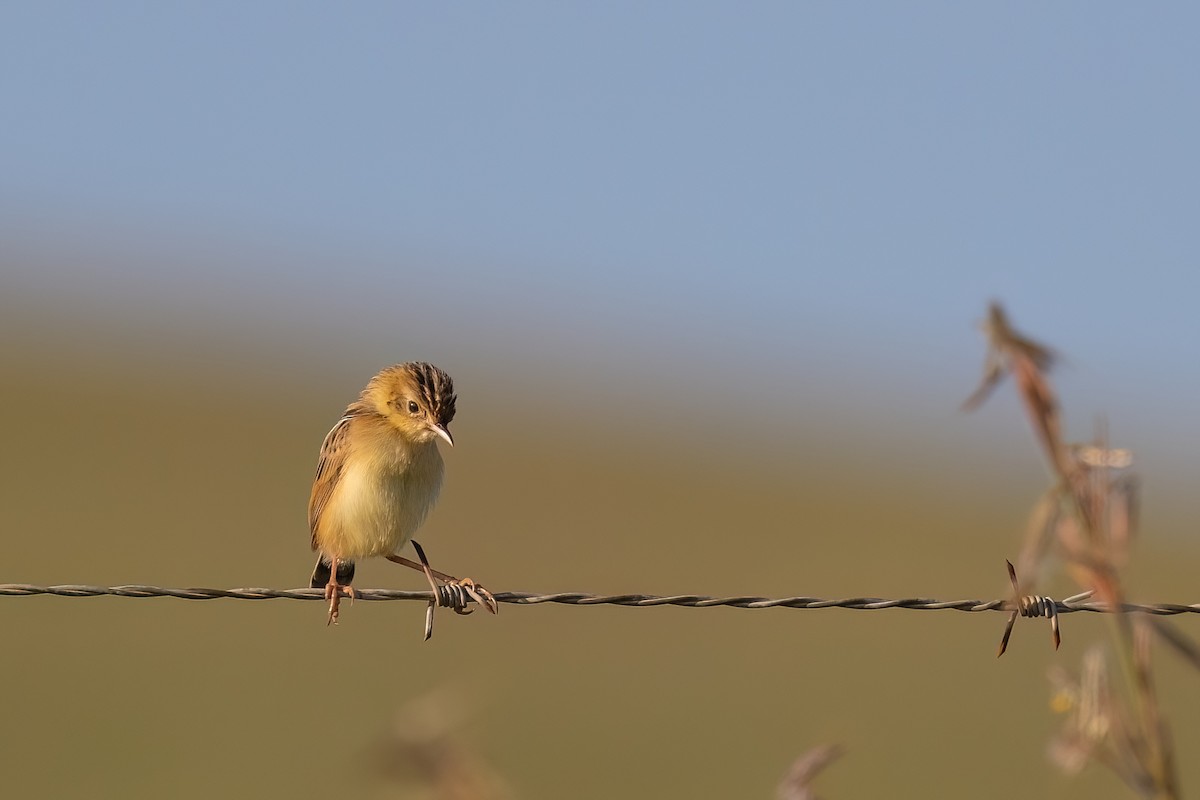 Cisticole gratte-nuage - ML640827731