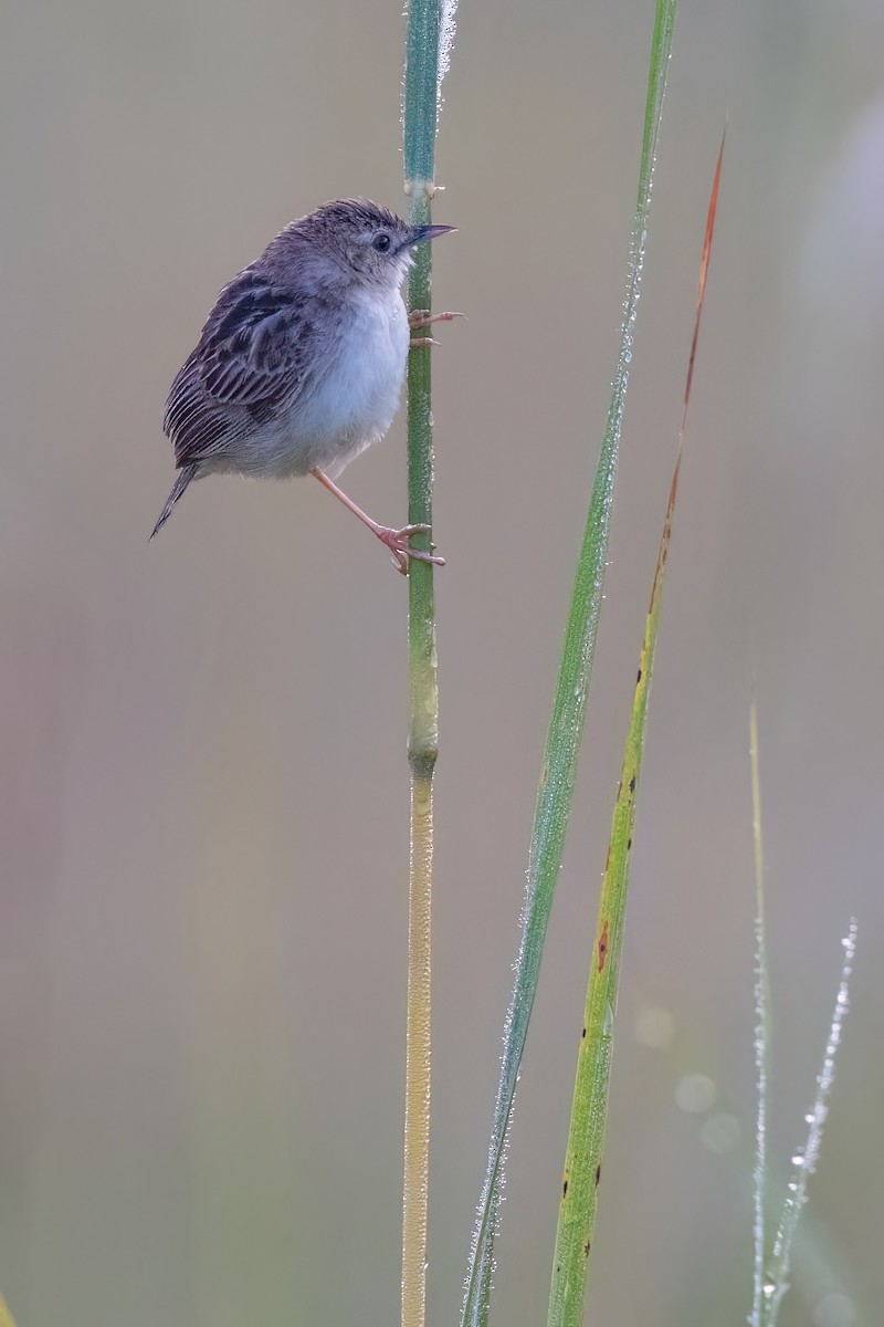 Cisticole gratte-nuage - ML640827732