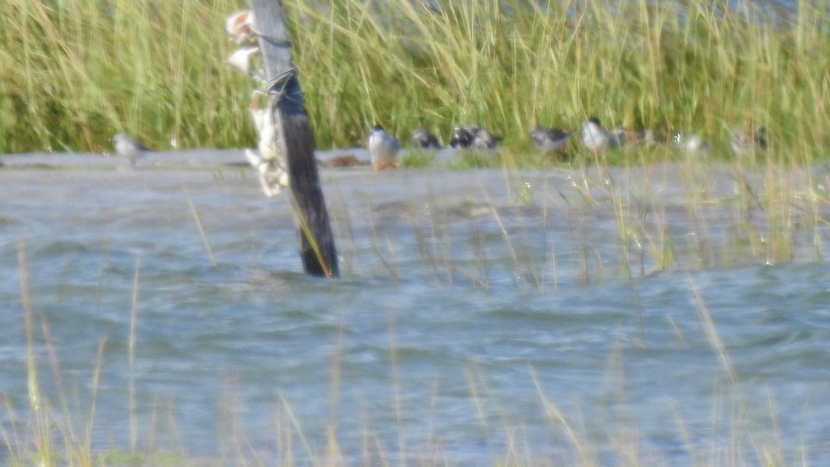 Common Tern - ML640827734