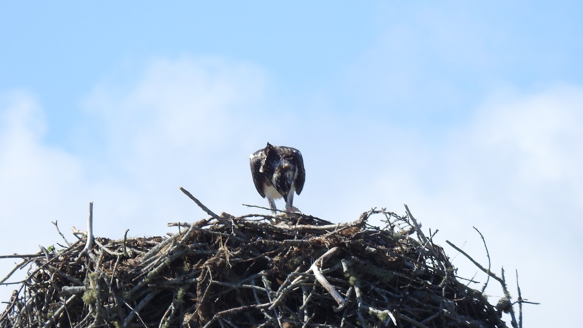 Osprey - ML640827748