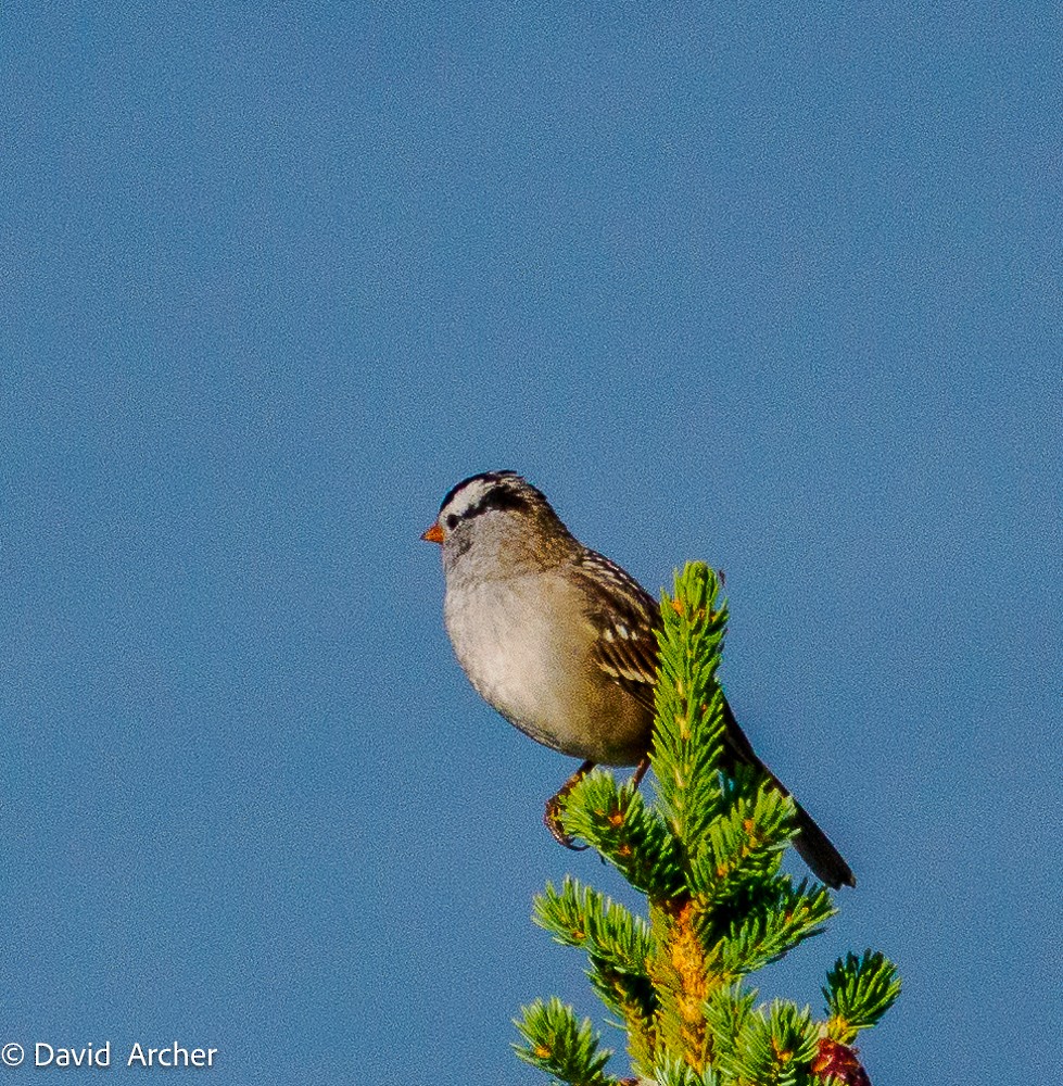 White-crowned Sparrow - ML640827808