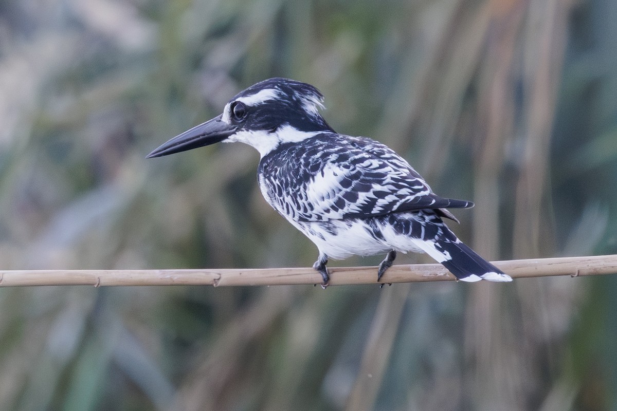 Pied Kingfisher - ML640827836