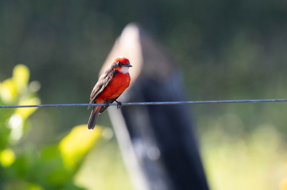 Vermilion Flycatcher - ML640827841