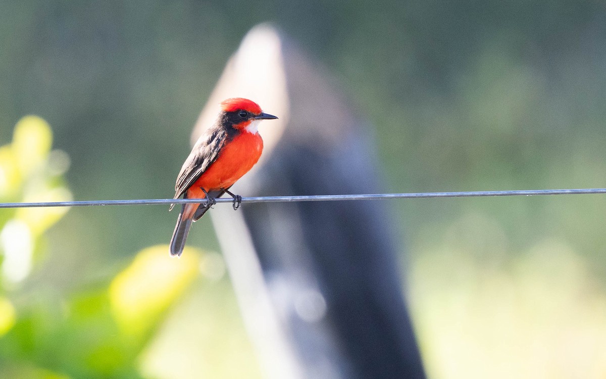 Vermilion Flycatcher - ML640827842