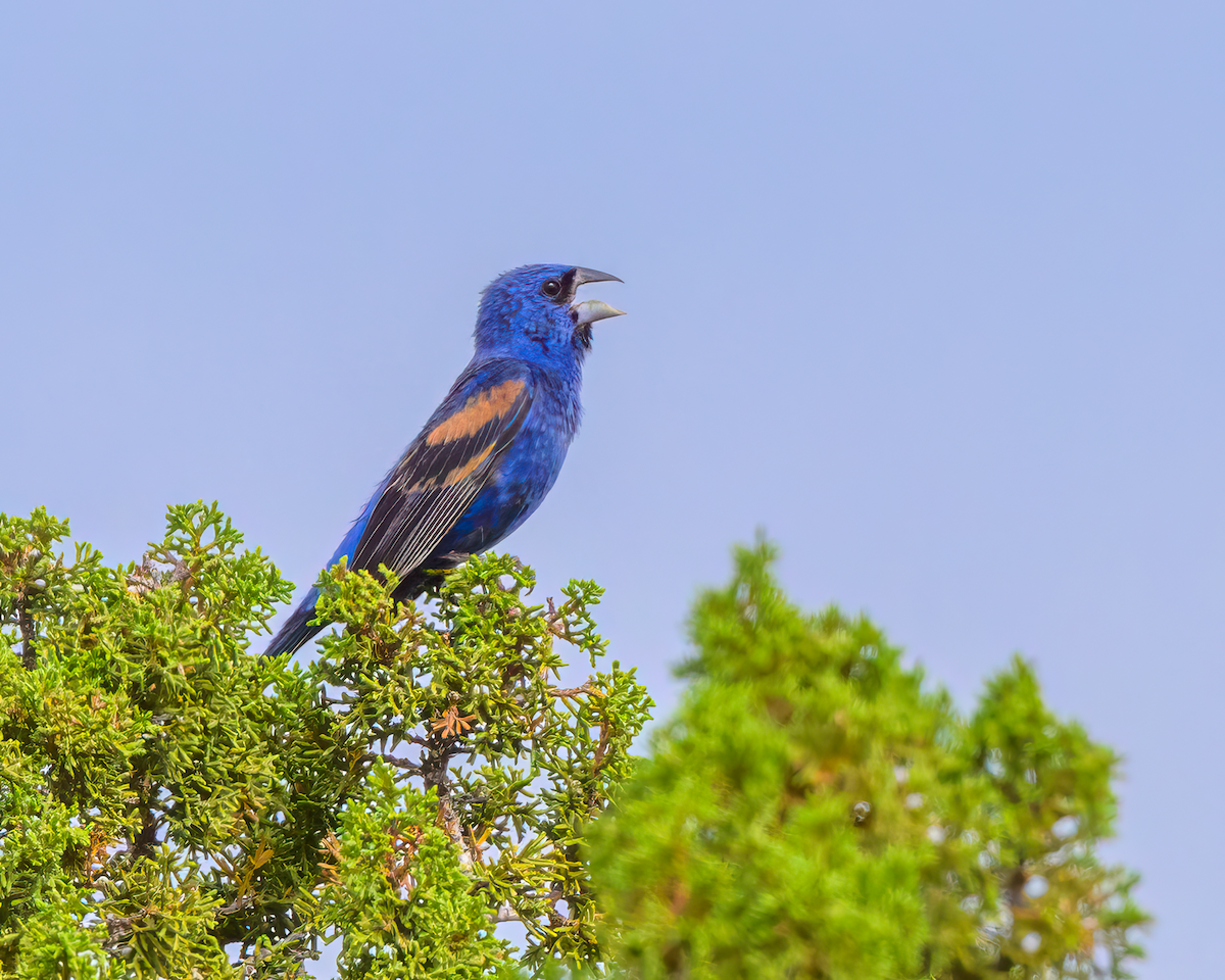 Blue Grosbeak - ML640827843