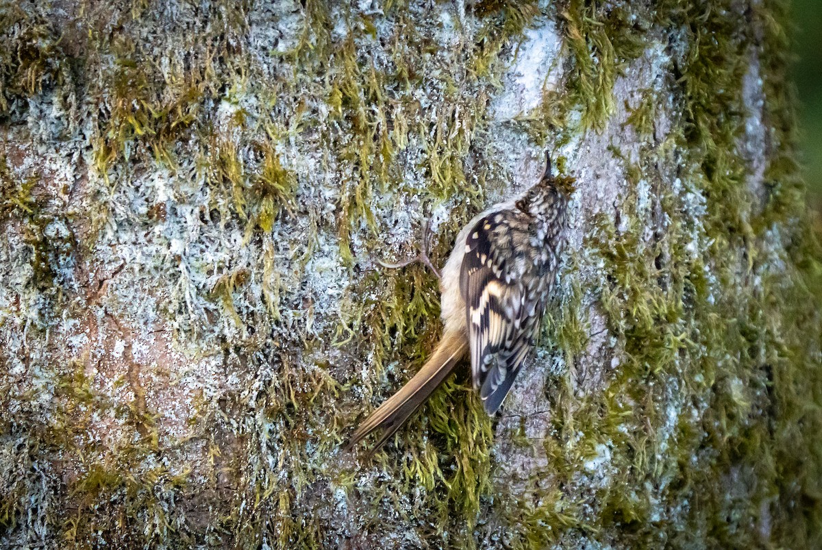 šoupálek dlouhoprstý - ML640827878
