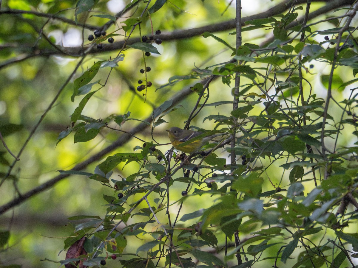 Magnolia Warbler - ML640827887