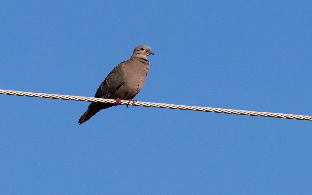 Eared Dove - ML640827965