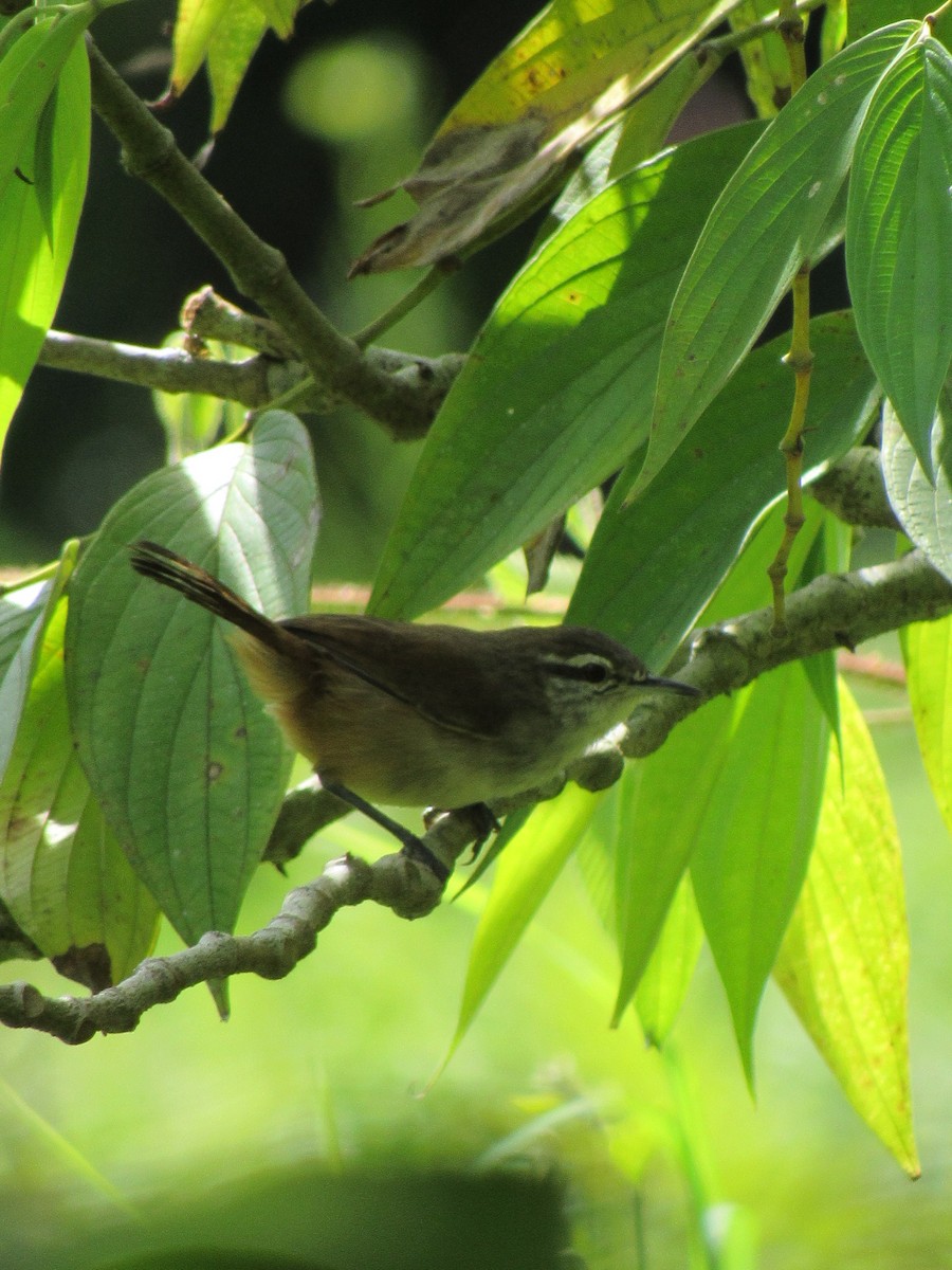 Cabanis's Wren - ML640827995