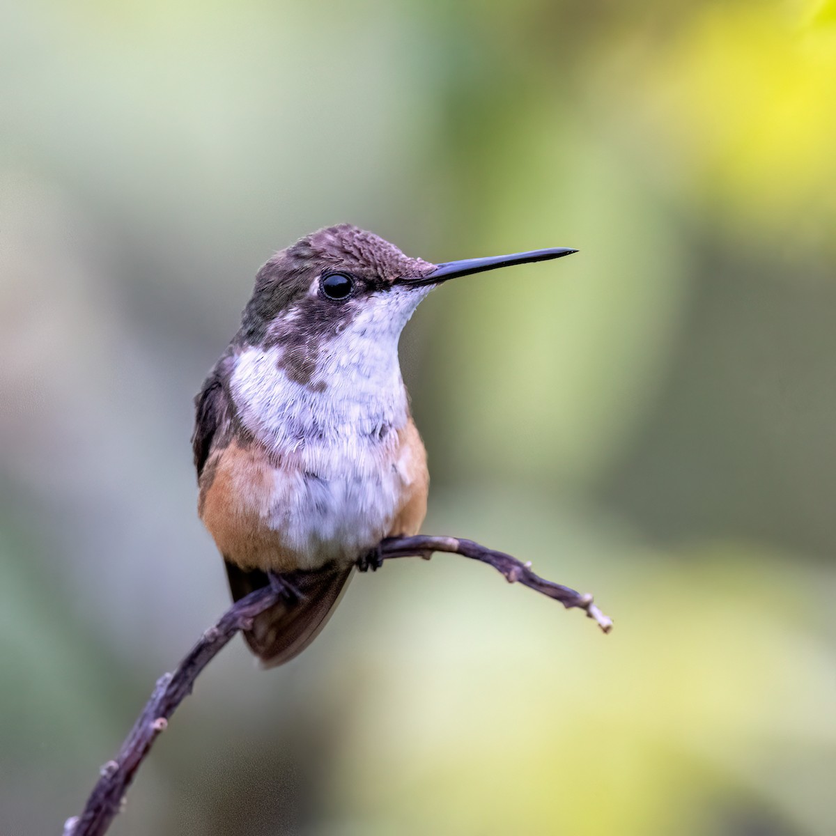 Magenta-throated Woodstar - ML640827998