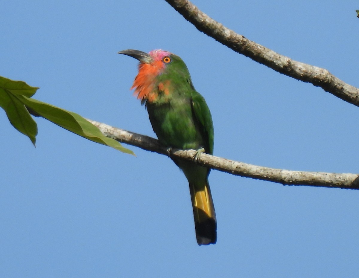 Red-bearded Bee-eater - ML640828034