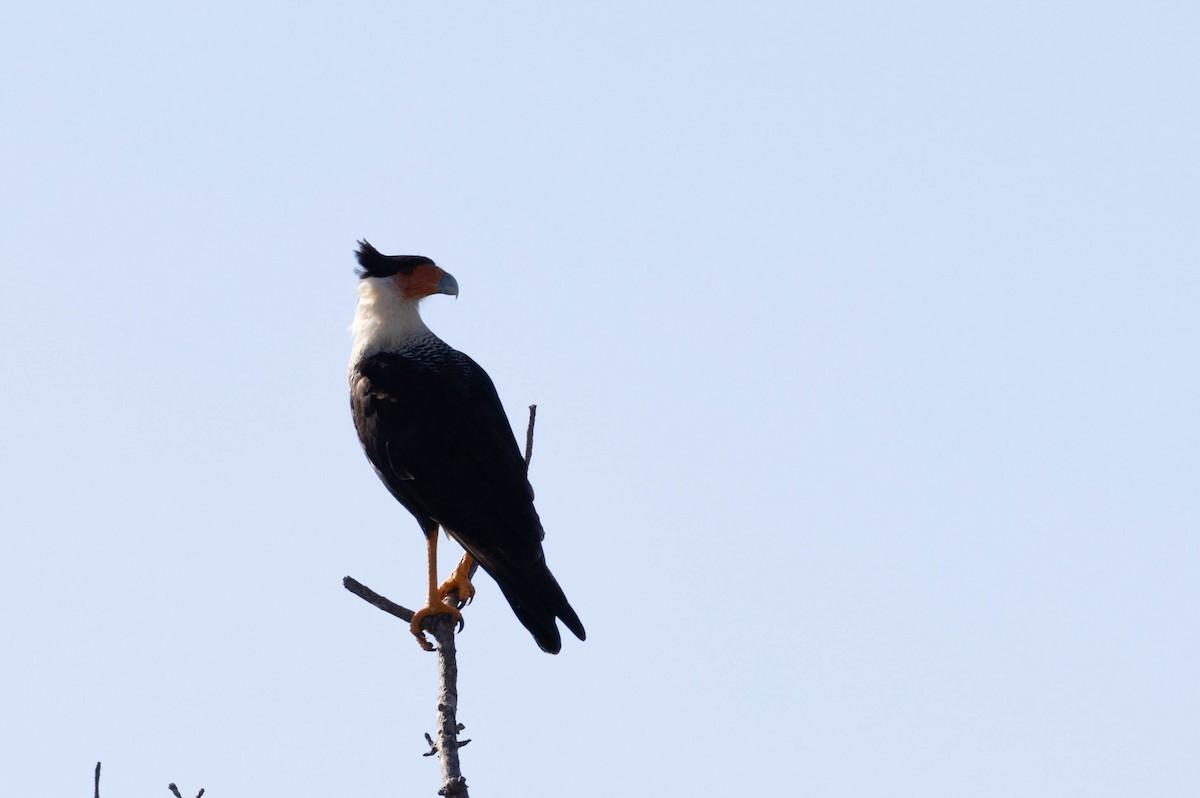 Crested Caracara - ML640828045