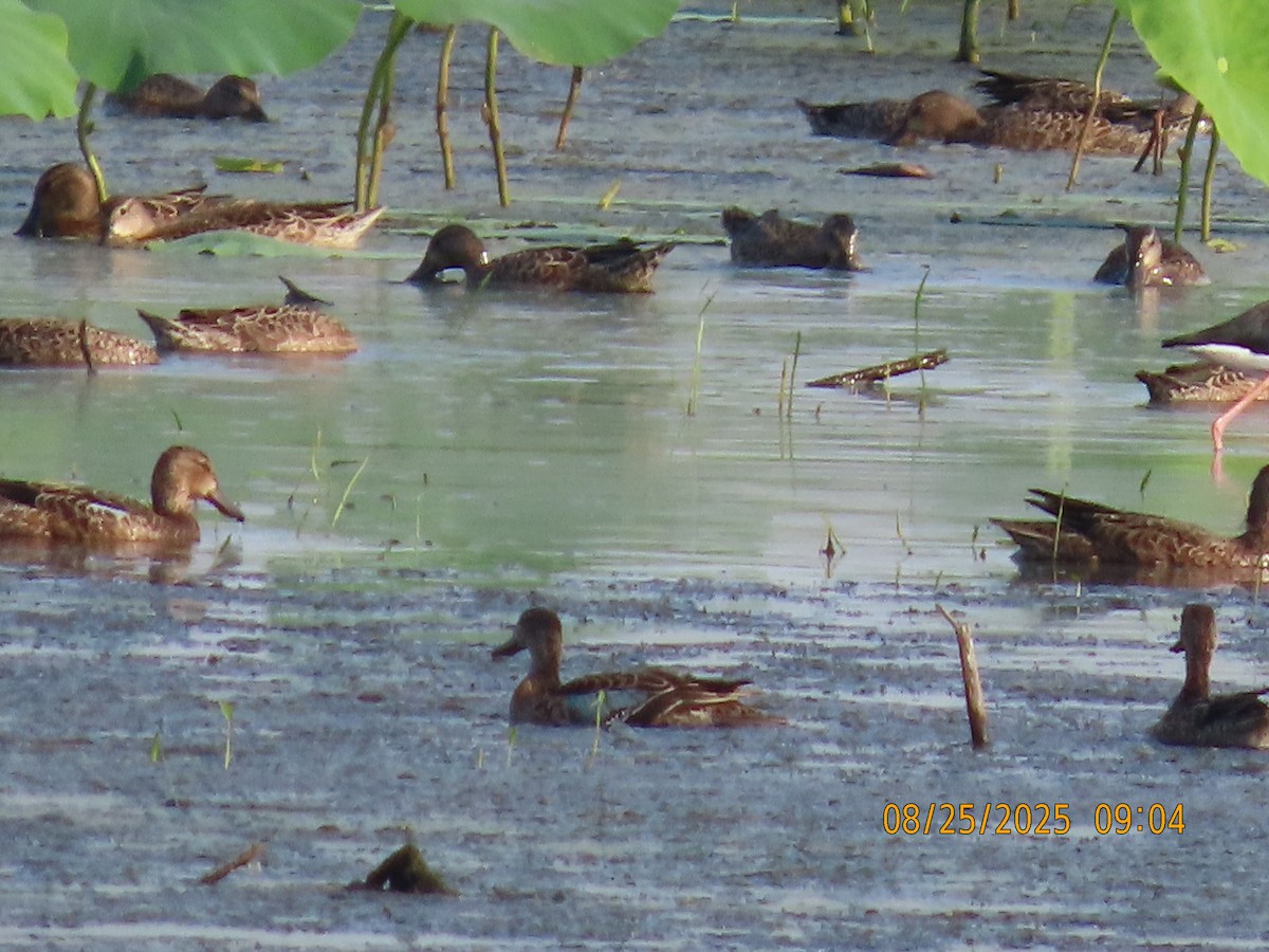 Blue-winged Teal - ML640828051