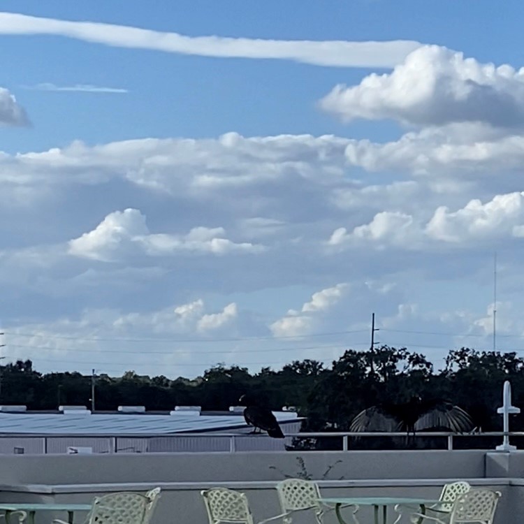 kondor havranovitý - ML640828082