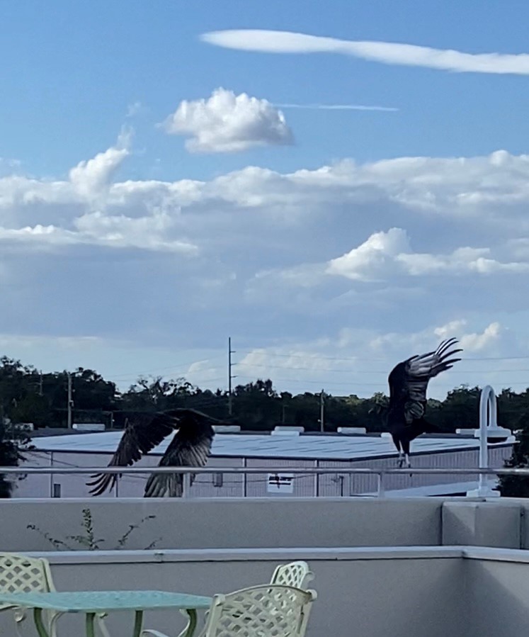 kondor havranovitý - ML640828084