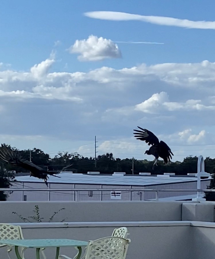 kondor havranovitý - ML640828085