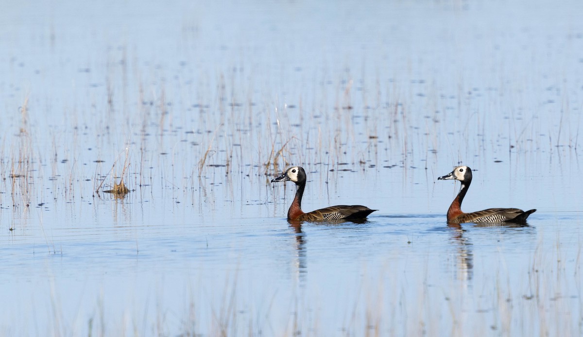 White-faced Whistling-Duck - ML640828088