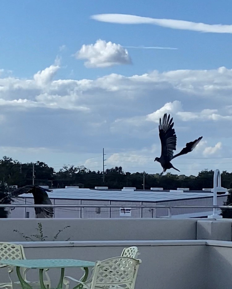 kondor havranovitý - ML640828089