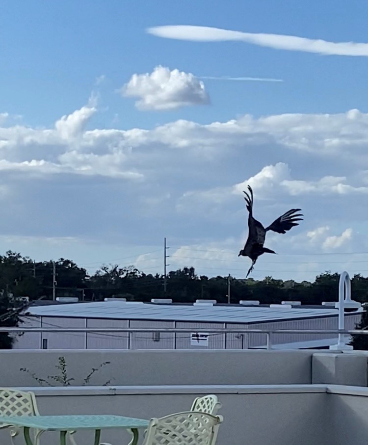 kondor havranovitý - ML640828093