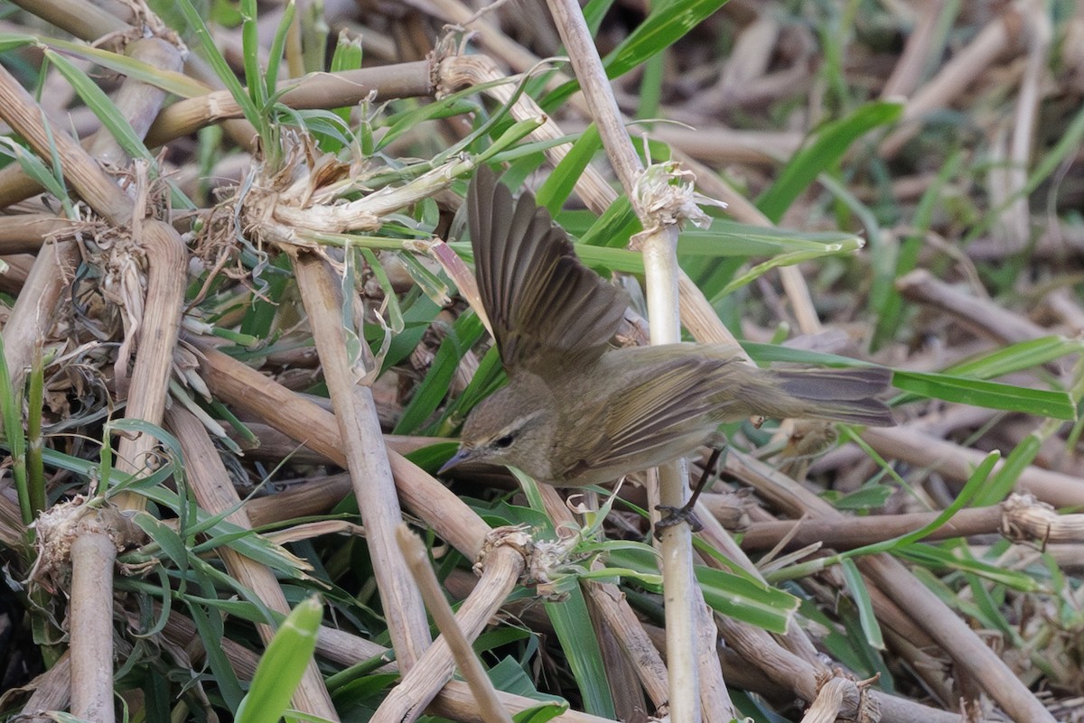 Common Chiffchaff - ML640828105
