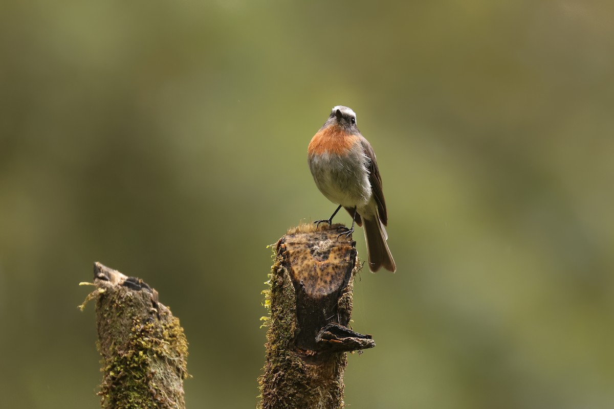 Rufous-breasted Chat-Tyrant - ML640828128