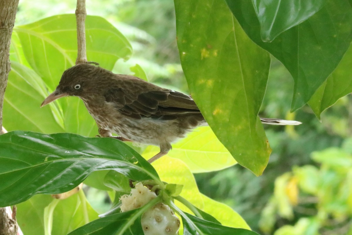 Pearly-eyed Thrasher - ML640828130