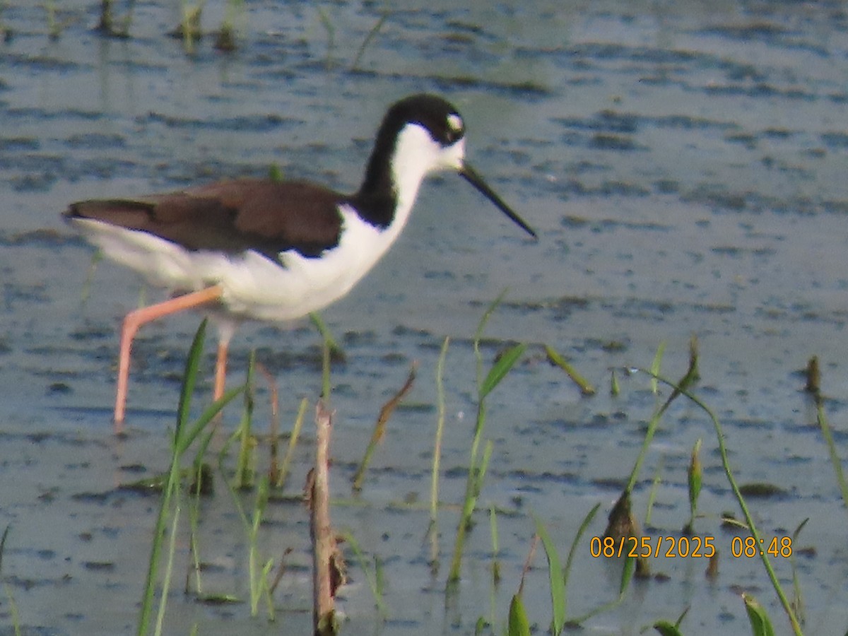 Black-necked Stilt - ML640828150