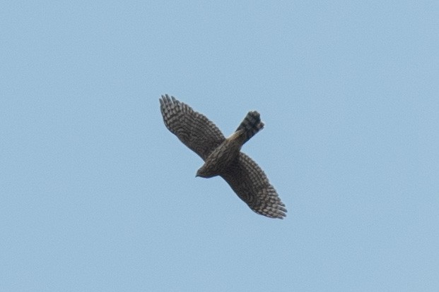 American Goshawk - ML640828203
