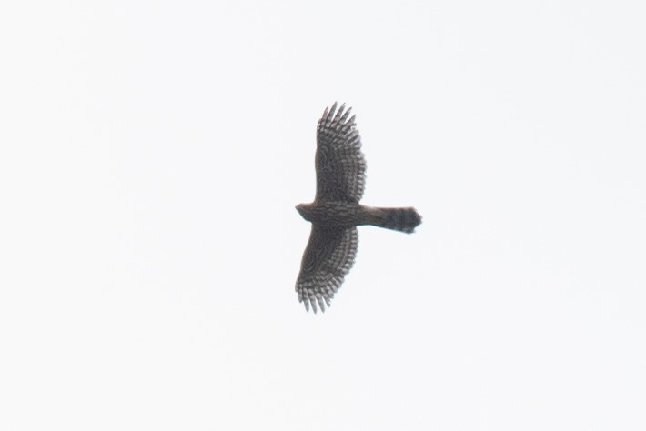 American Goshawk - ML640828204