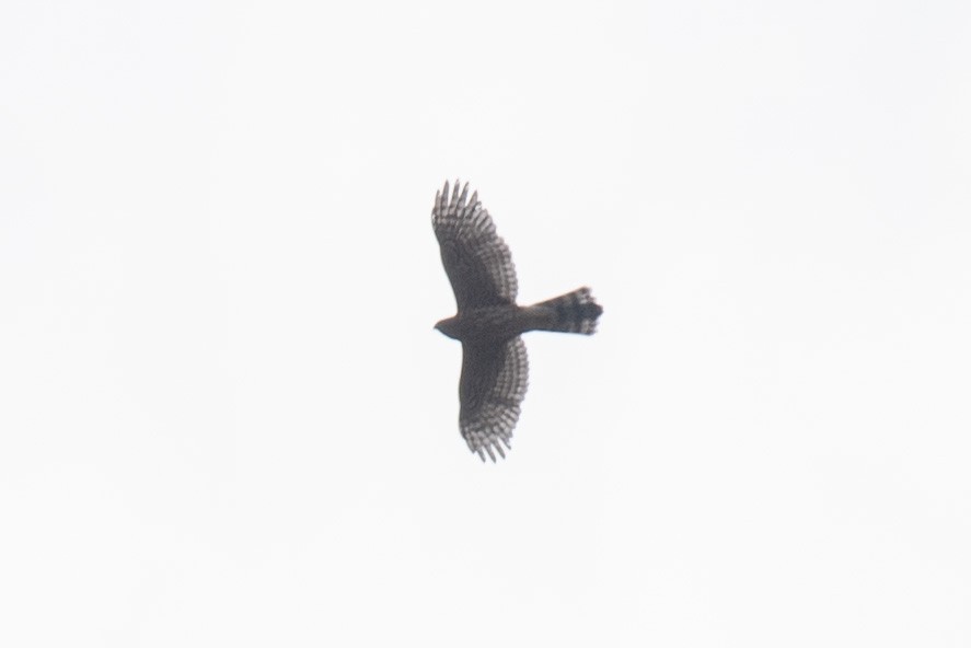 American Goshawk - ML640828205