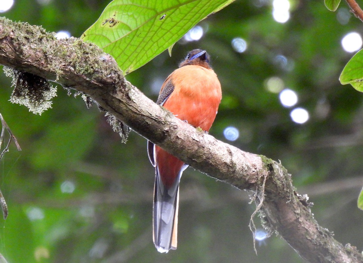 Rotbürzeltrogon - ML640828261