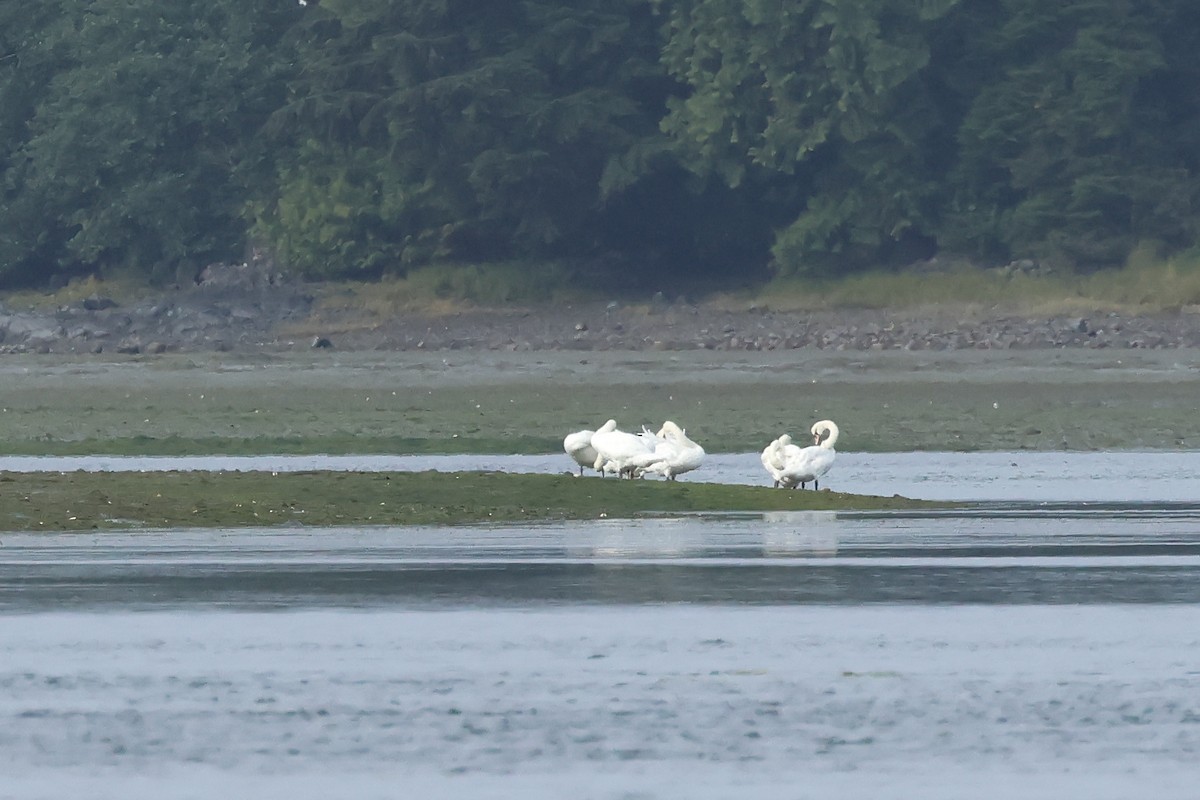 Mute Swan - ML640828312