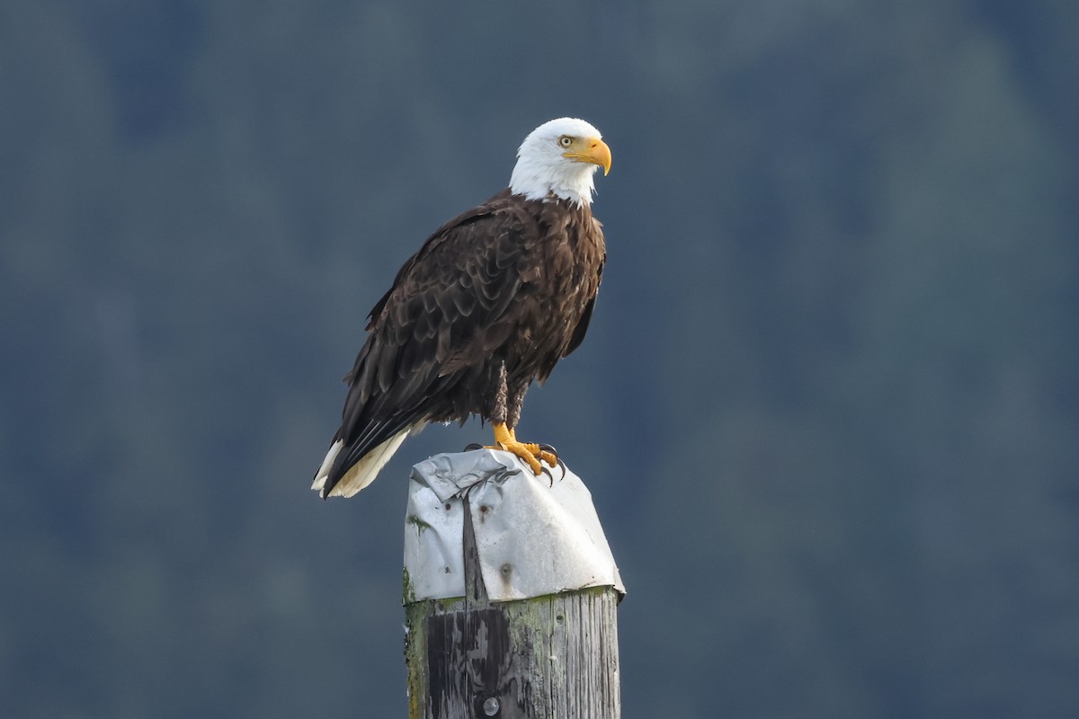 Bald Eagle - ML640828347