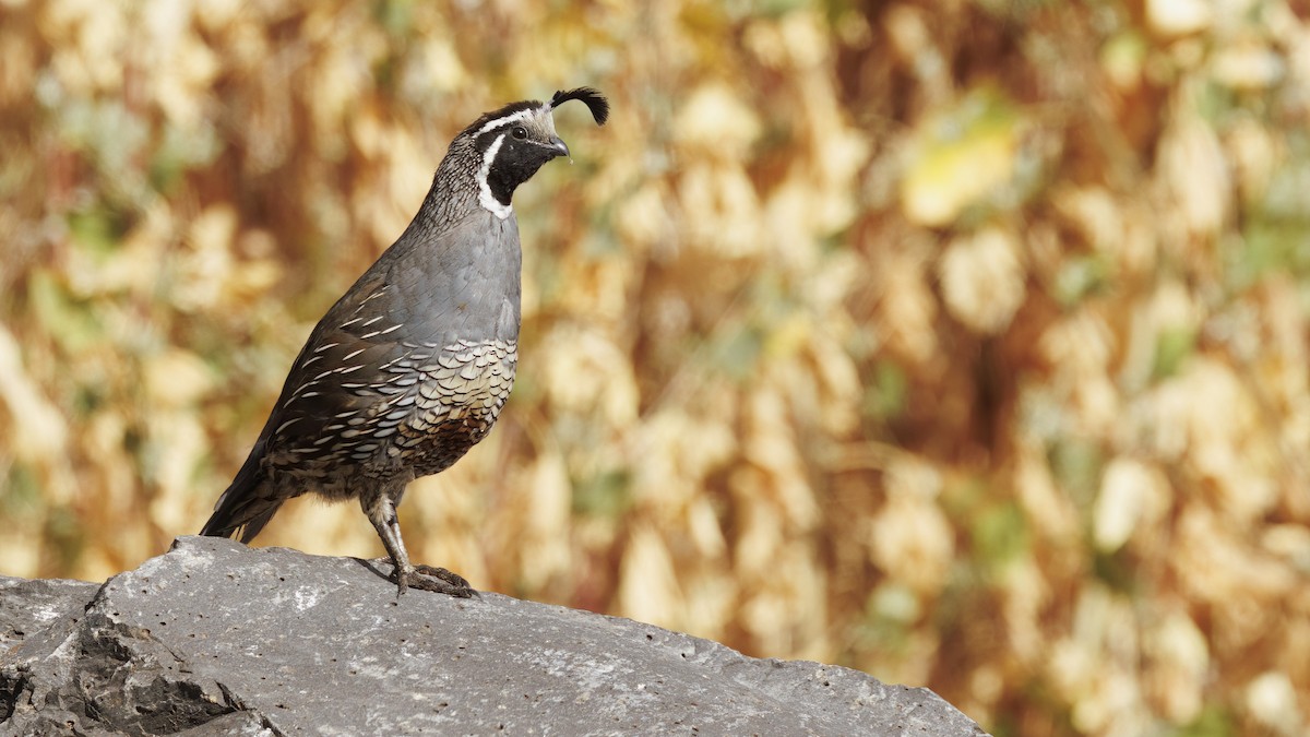 California Quail - ML640828368