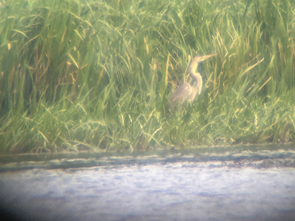 Purple Heron - ML640828427
