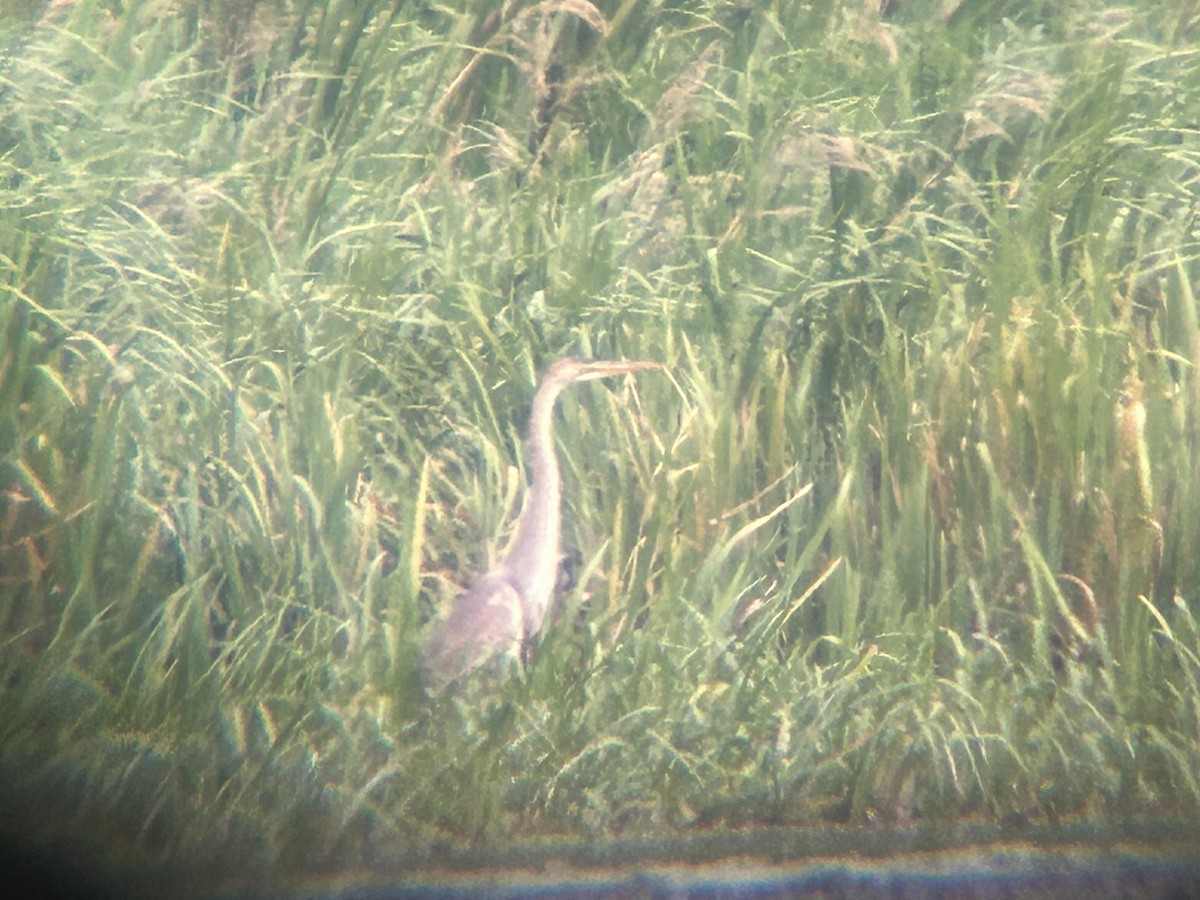 Purple Heron - ML640828428