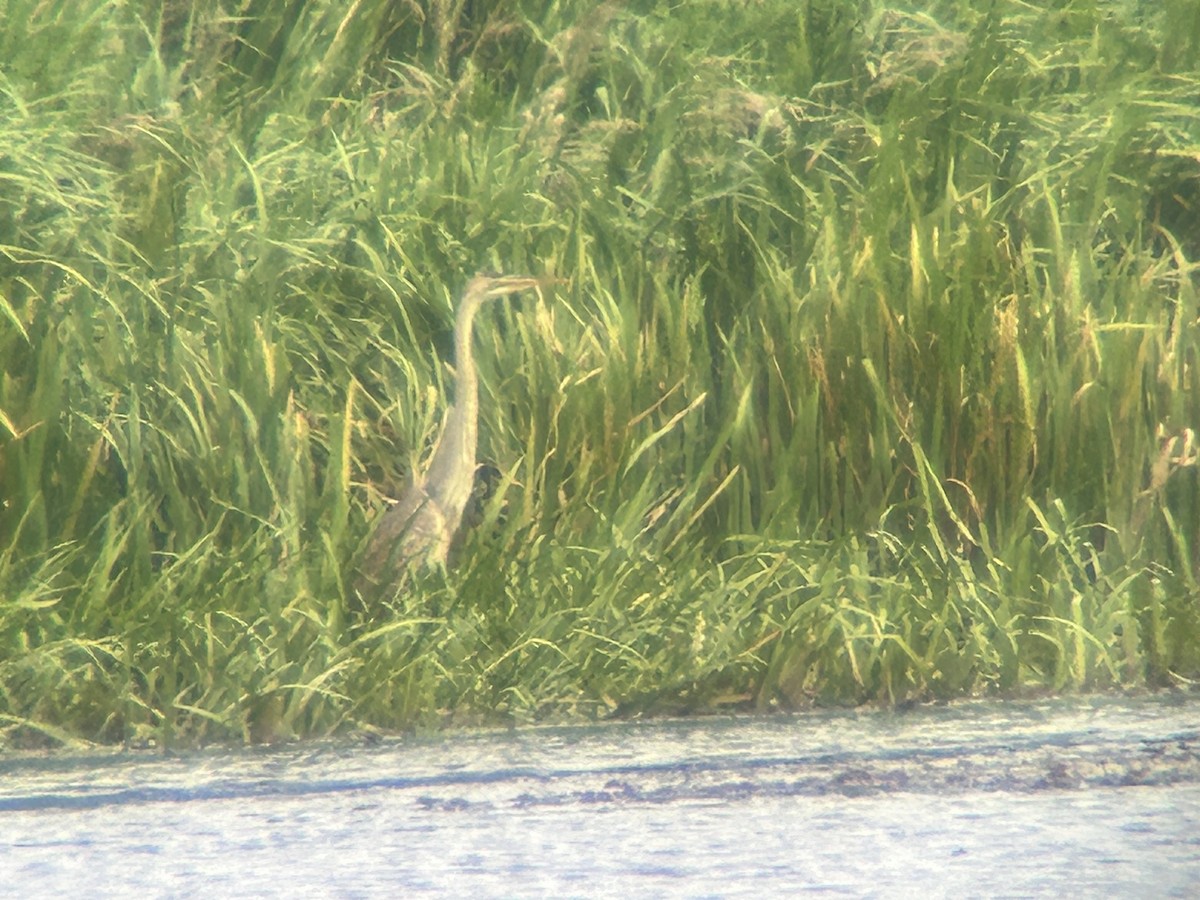 Purple Heron - ML640828429