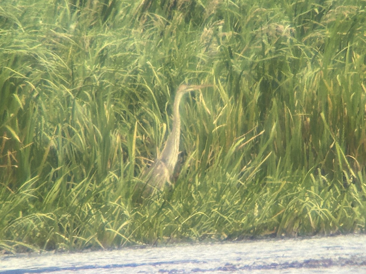 Purple Heron - ML640828430