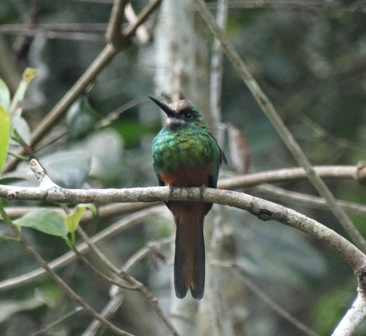 White-chinned Jacamar - ML640828436